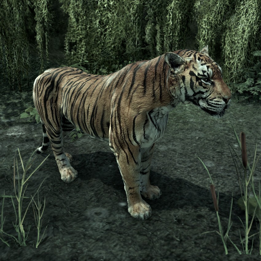 Tiger