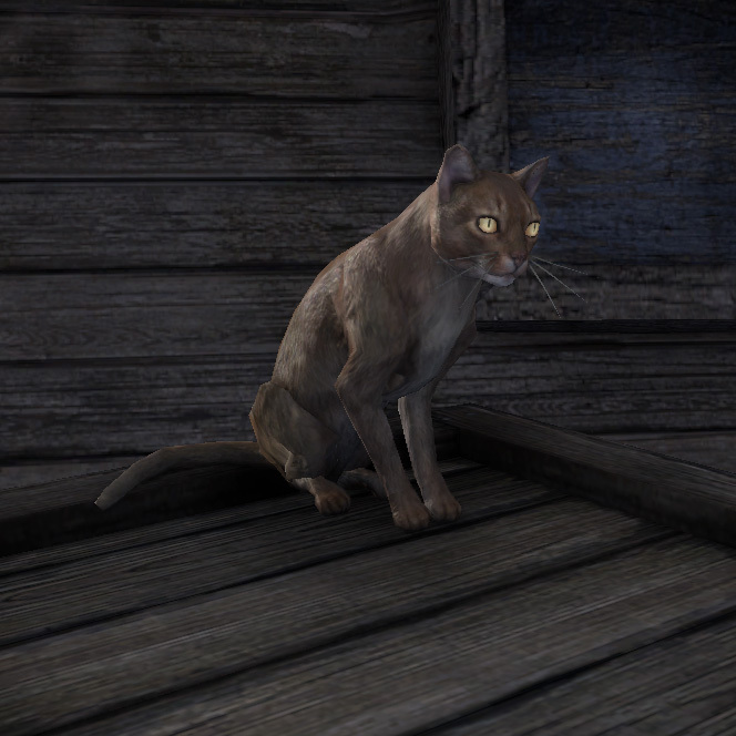 猫